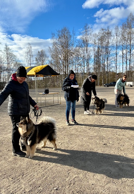 kotim suomenlapinkoira