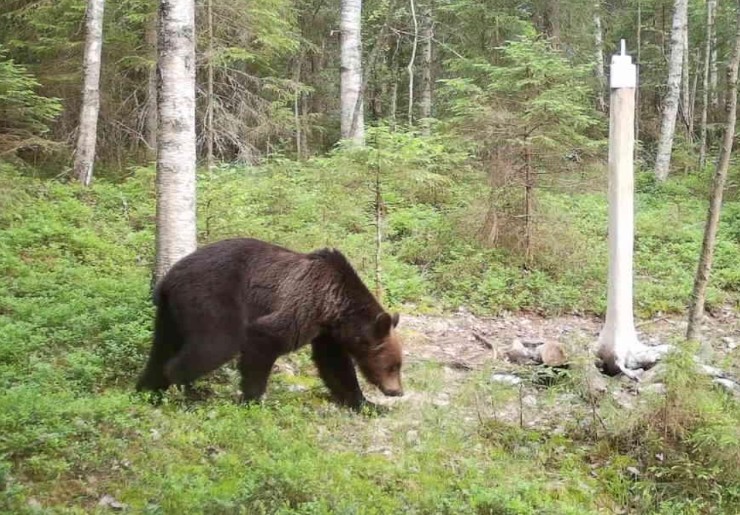 karhulupakuva